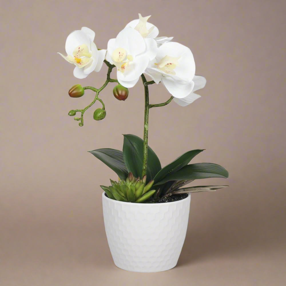 35cm Potted White Orchid Single Stem