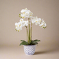 45x36x66cm Elme Living Phalaenopsis Abigail Bowl in White